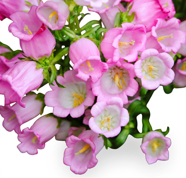 Campanula medium <p>'Pink Single' <p>PINK CANTERBURY BELLS <p>SALE: Buy 1 get 2 packs</p>