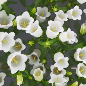 Campanula medium <p>'White Single' <p>WHITE CANTERBURY BELLS <p>SALE: Buy 1 get 2 packs</p>