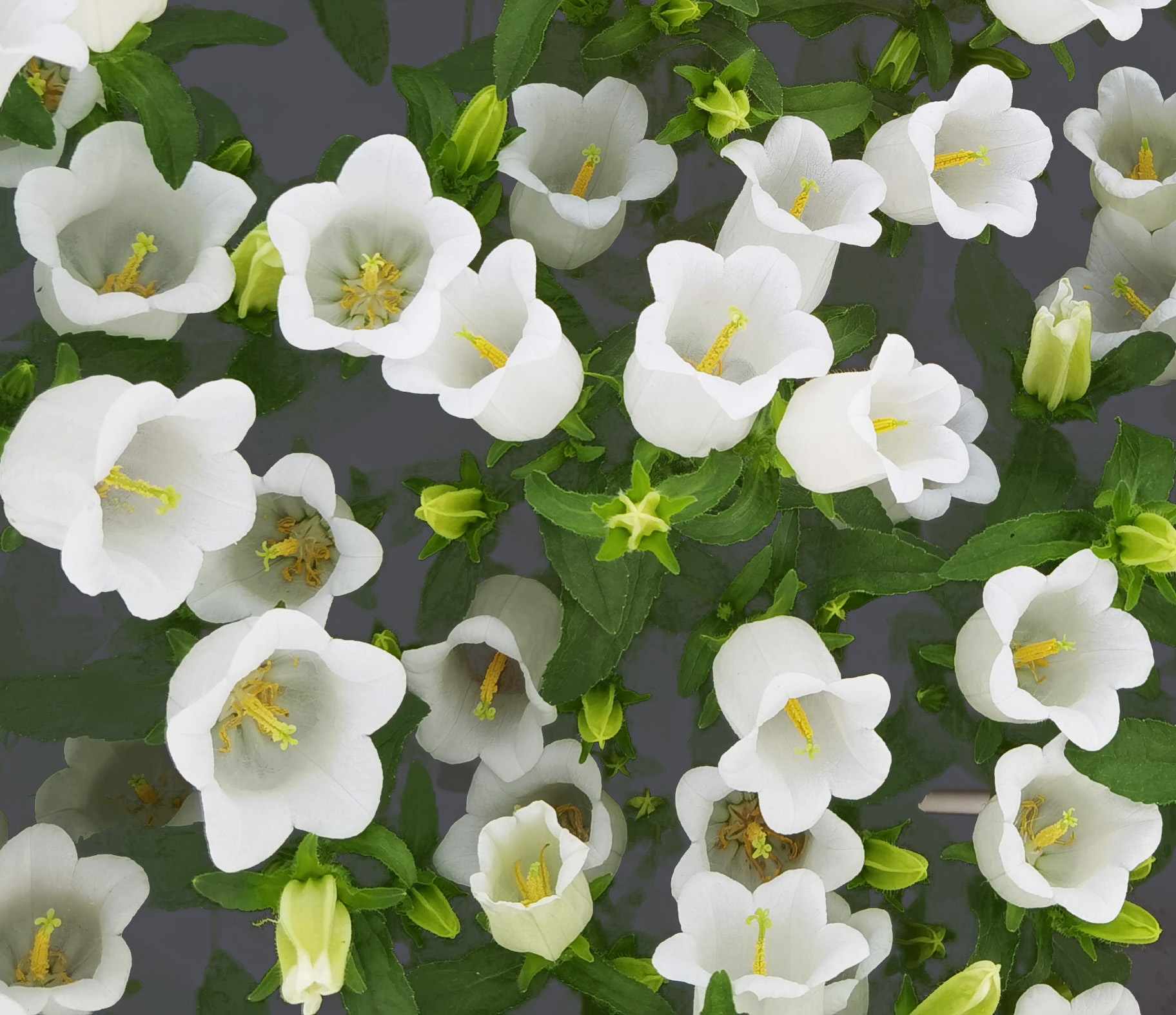 Campanula medium <p>'White Single' <p>WHITE CANTERBURY BELLS <p>SALE: Buy 1 get 2 packs</p>